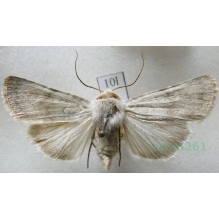 Euxoa decora (Denis & Schiffermüller, 1775) Czech10l